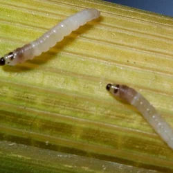50 Pcs Pheromone Lures For Rice Yellow Stem Borer (Scirpophaga Incertulas)